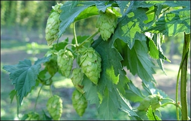 Hops and Lupulin