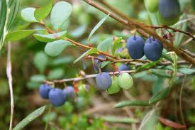 Bilberry Berry