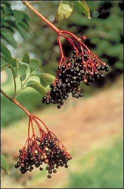 Elderberry Flowers Fruit