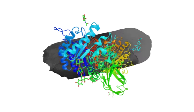 Alpha-galactosidase (Aspergillus niger)