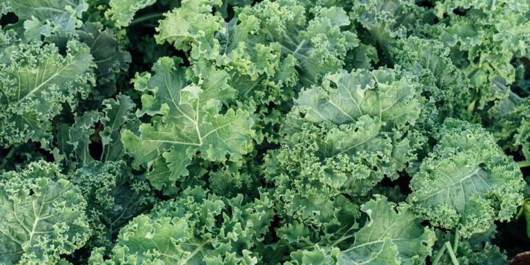Kale (Brassica oleracea)